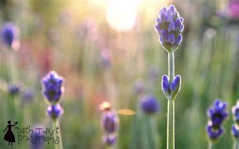 My Heartstring: Lavender Love