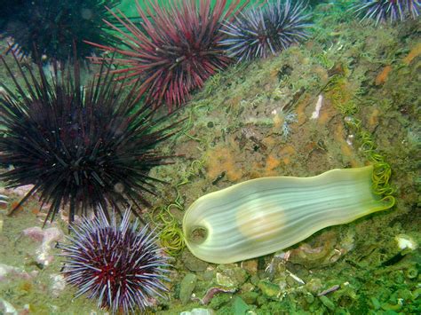 Swell shark egg case, kstlzenbach, Flickr public domain - Morro Bay National Estuary Program