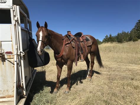 6 Best Saddle Pads for Trail Riding (And Happy Horses)