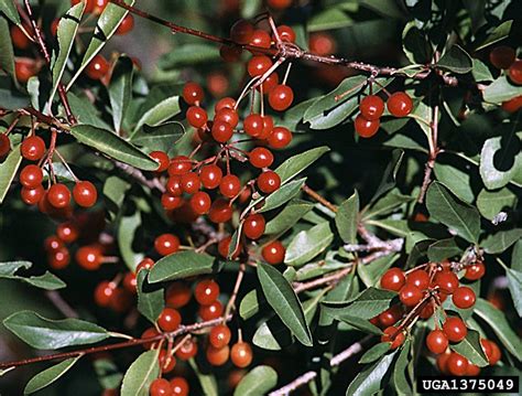 bitter cherry (Prunus emarginata)