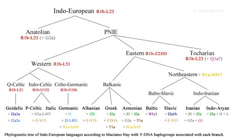 My proposed tree of Indo-European languages | Eupedia Forum