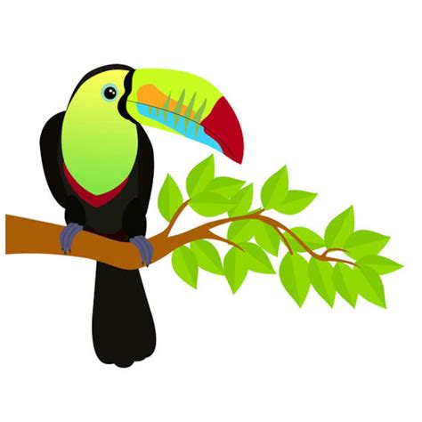 Toucan Bird Clip Art, Tropical, Summer, Colorful Beak, Illustration, PNG - Etsy