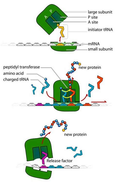 Anticodon - Definition, Function and Examples | Biology Dictionary