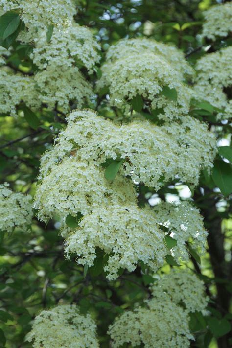 Great Shrubs for Fall Color | Prairie Nursery