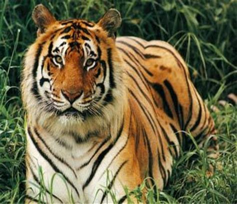 Javan Tiger | Javan tiger – the extinct Indonesian subspecies | Bengal ...