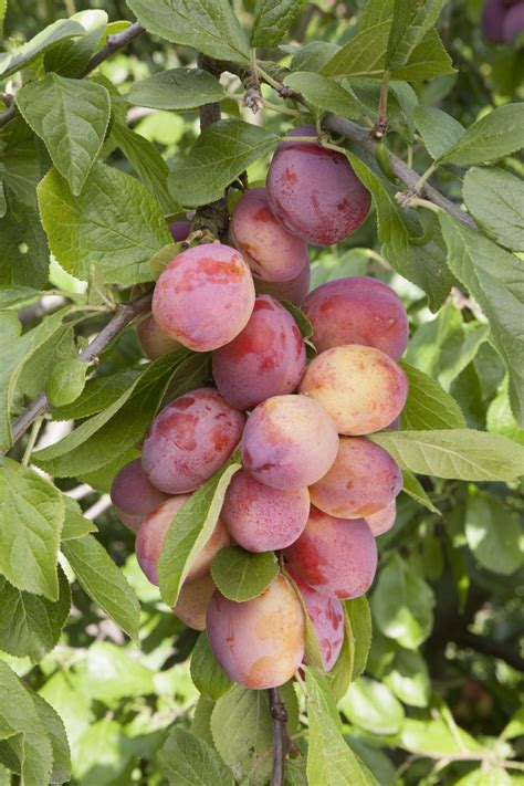 top 5 fruit trees | Fruit tree garden, Fruit trees uk, Fruit garden