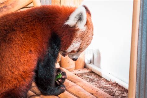 Red Panda Eating on a Sunny Day at the John Ball Zoo in Grand Rapids ...