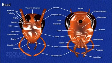 Cockroach Anatomy Diagram