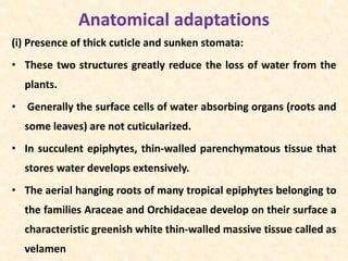 Epiphytes | PPT