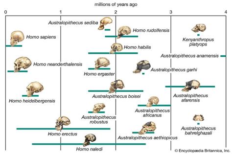 human evolution | History, Stages, Timeline, Tree, Chart, & Facts | Britannica | Human evolution ...