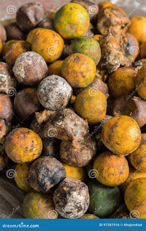 Rotten orange stock photo. Image of unhealthy, smell - 97287916