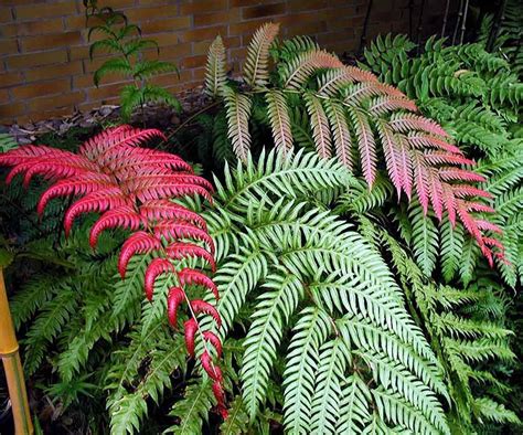 Woodwardia unigemmata | Ferns garden, Japanese painted fern, Ferns