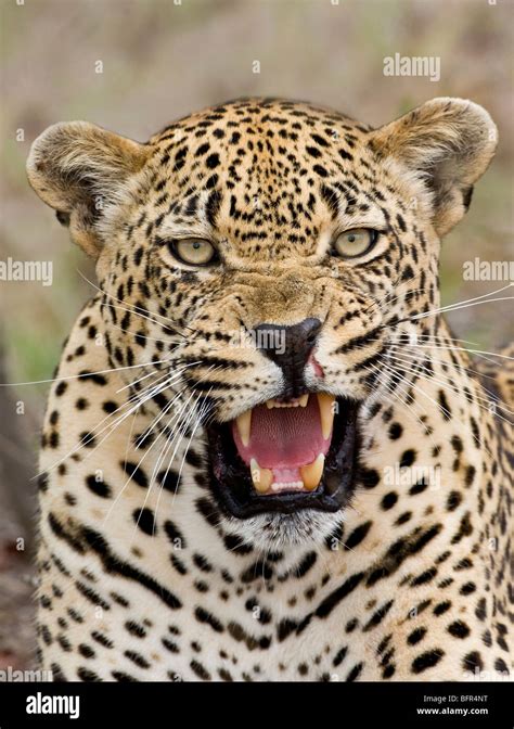 Leopard snarling hi-res stock photography and images - Alamy