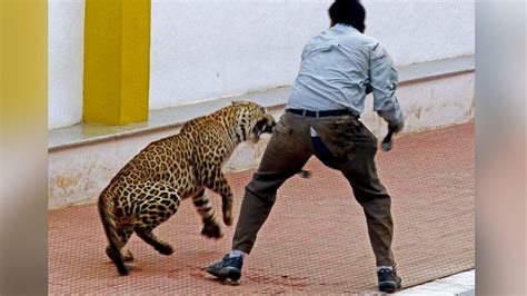 Leopard Runs Wild in School in India, Injures at Least Two Before ...