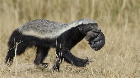 50 Wild Honey Badger Facts About The Most Fearless Animal