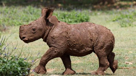 Cuba Zookeepers Celebrate Birth of Rare Baby White Rhino