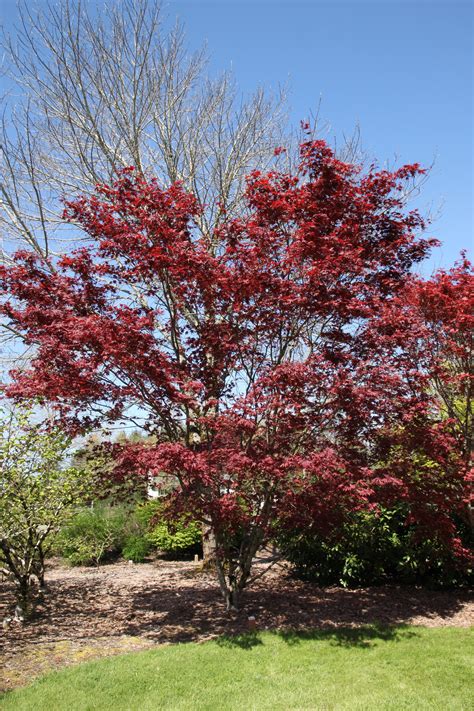 Bloodgood Japanese Maple - Glover Nursery