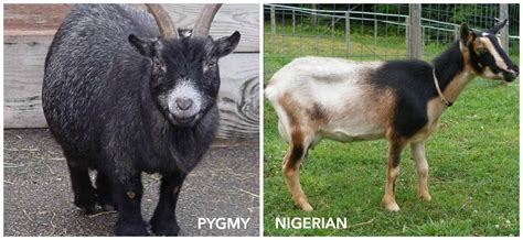 Nigerian vs. Pygmy Goats: Which is best?