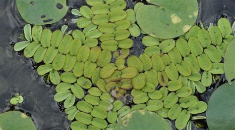 Pond Plants: 13 Popular Types & How to Keep Them (Complete Guide)