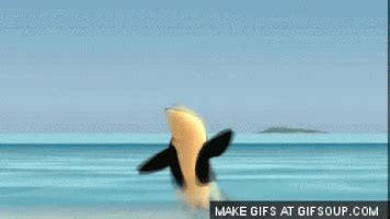 Orca GIF - Find & Share on GIPHY