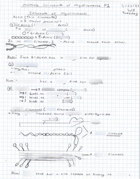 2.23 (W8) P1-Molecule structure of Myofilaments Diagram | Quizlet