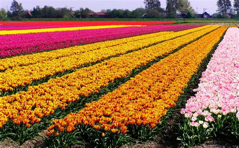 [PHOTOS] The Most Amazing Aerial Shots Of Tulips You'll Ever See