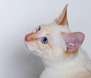 Can Siamese Cats Be Orange? Coat Colors And Genetics – FAQcats.com