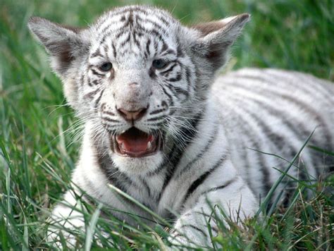 baby white tiger | baby tiger cub at the bangalore safari pa ...