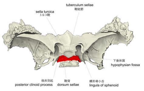 Visual Anatomy 視覚解剖学