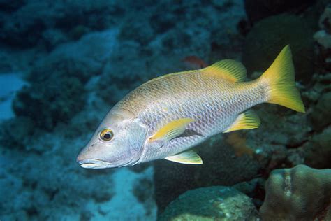 Schoolmaster Snapper Photograph by Georgette Douwma - Fine Art America