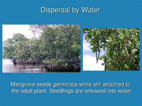 PPT - Seed Dispersal Lab PowerPoint Presentation - ID:203470