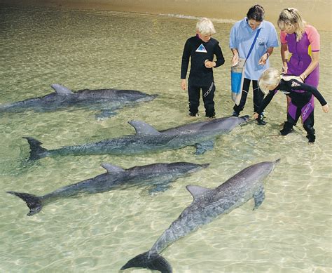 Sunlover Holidays: The Tangalooma Dolphin Story