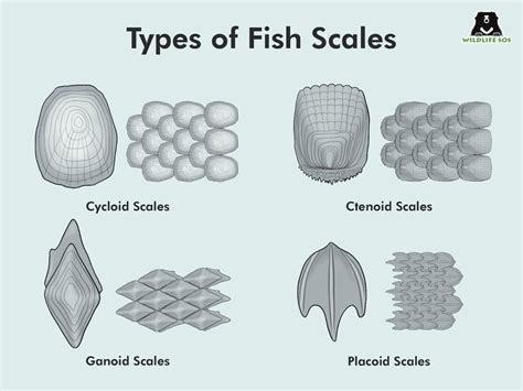 Spectacular Fish Scales and Reptile Scales Guide