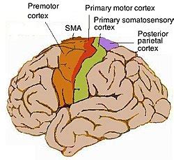 Motor cortex - Wikipedia