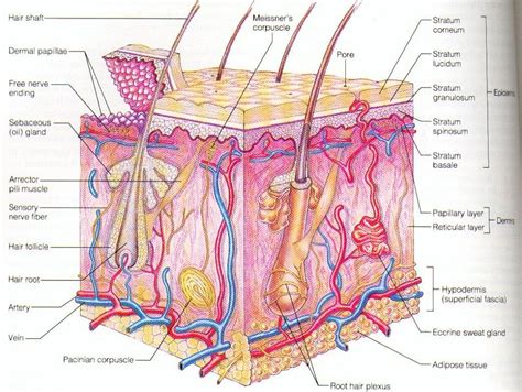 Human Epidermis Diagram Human skin diagram human skin Photo & Picture Gallery | Skin anatomy ...