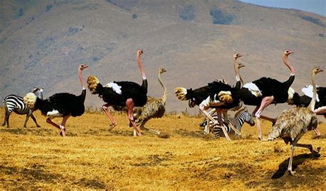 Animals in Ngorongro crater: - wildlife in ngorongoro crater