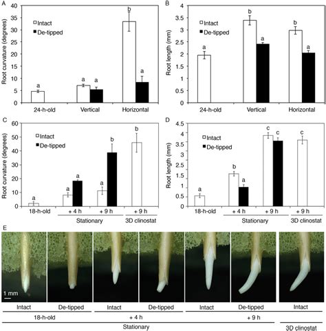 Effects of root tip removal on root hydrotropism in cucumber seedlings.... | Download Scientific ...