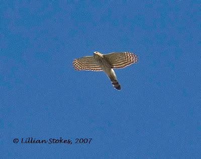 STOKES BIRDING BLOG: How to ID Migrating Hawks, Migration Is Now!