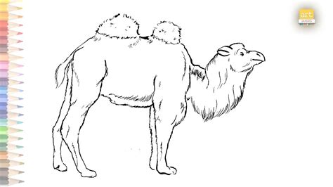 Bactrian Camel (Camelus Bactrianus) Dimensions Drawings, 48% OFF