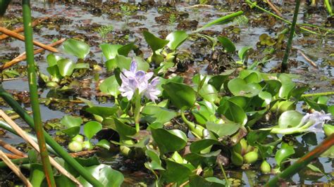 Water hyacinth