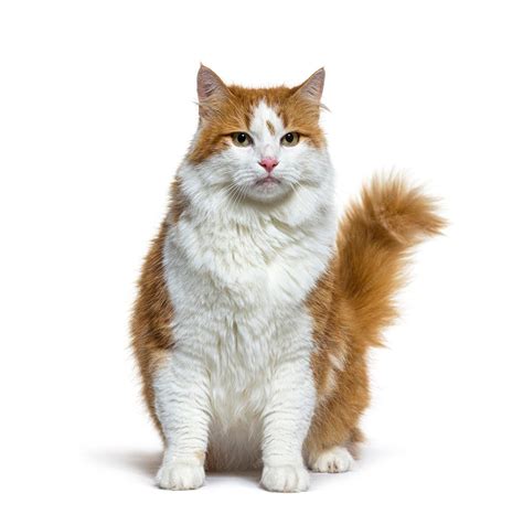 Premium Photo | Longhaired red and white crossbreed cat sitting isolated on whi