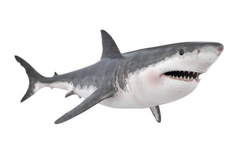 Great White Shark Isolated stock illustration. Illustration of ocean ...