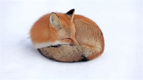 Download Animal Fox HD Wallpaper