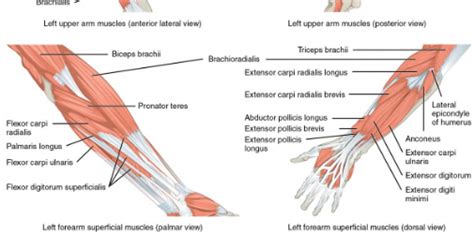 Anatomi Otot Lengan Atas Pada Ekstremitas Superior Manusia - Anatomi Tutorial