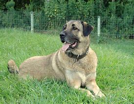 Kangal Dog Rescue | Kangal Dog Club of America