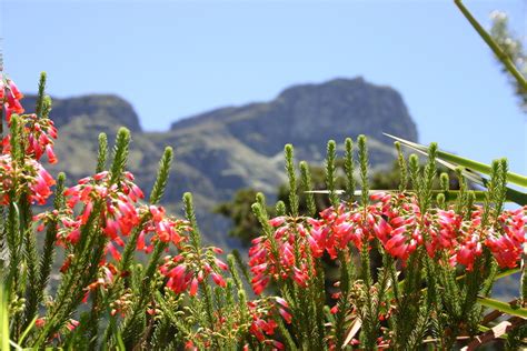 10 Things To Do In Cape Town's Kirstenbosch National Botanical Garden | AFKTravel