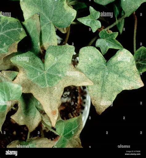 Two spotted spider mite Tetranychus urticae damage to ivy Stock Photo: 3344394 - Alamy
