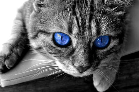 Royalty-Free photo: Gray tabby cat with blue eyes | PickPik