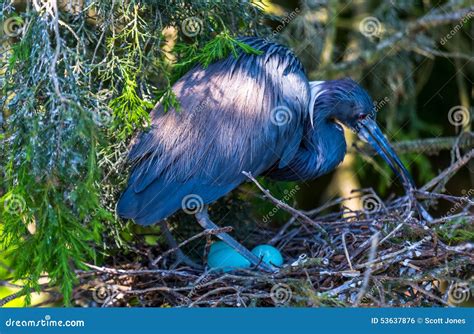 Nesting Heron stock photo. Image of wildlife, avian, wings - 53637876