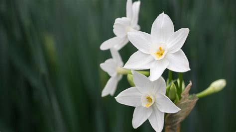 Todd Goulding offers tips for growing paperwhite narcissus, amaryllis, poinsettias and living ...